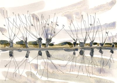 Reflected willows